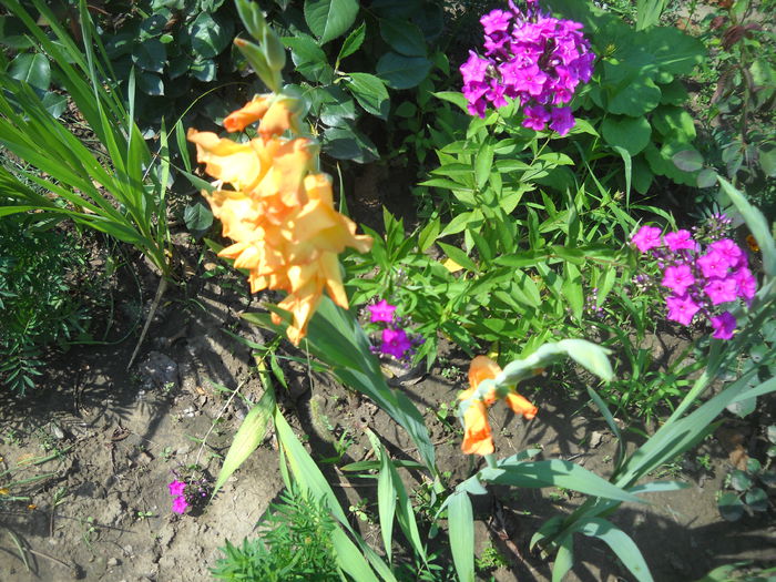 DSCN0394 - crini dalii si gladiole