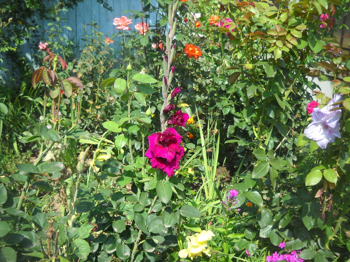 DSCN0395 - crini dalii si gladiole