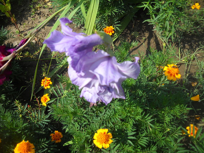 DSCN0396 - crini dalii si gladiole