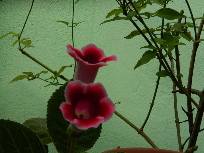 DSCN8430 - DOUA_FRUMUSELE_2014