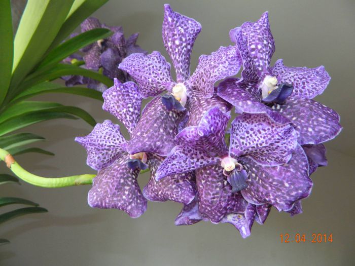 nitaya aubergine-detaliu floare vanda nr 3