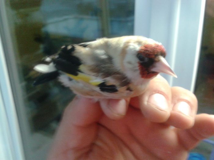 2014-09-04 19.26.19; sticlete decolorat
