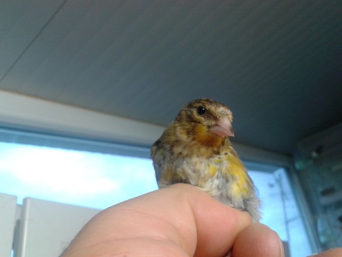 2014-09-04 19.31.51; bastard sticlete pui
