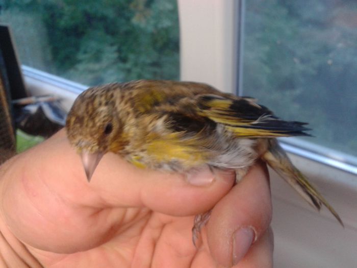 2014-09-04 19.32.02; bastard sticlete pui

