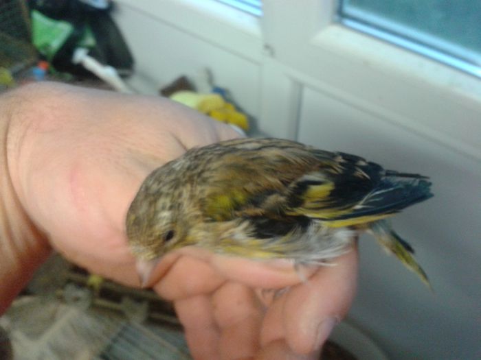 2014-09-04 19.32.05; bastard sticlete pui
