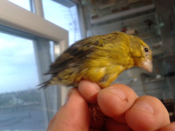 2014-09-04 19.33.17; bastard canarus 2 ani am scos cu el 2 serii
