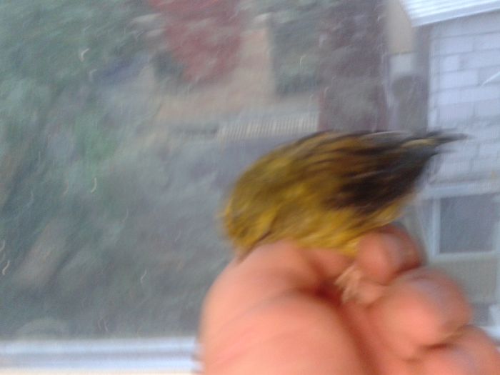 2014-09-04 19.33.31; bastard canarus 2 ani
