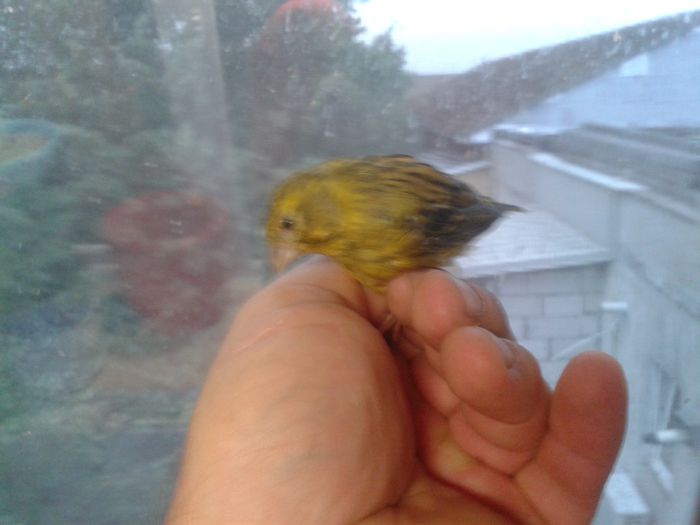 2014-09-04 19.33.39; bastard canarus 2 ani
