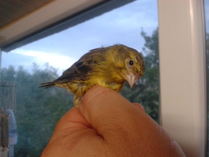 2014-09-04 19.33.57; bastard canarus 2 ani
