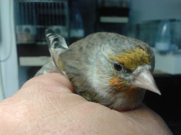 2014-09-04 19.35.56; bastard sticlete 2ani
