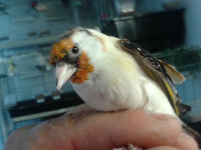 2014-09-04 19.37.36; sticlete decolorat
