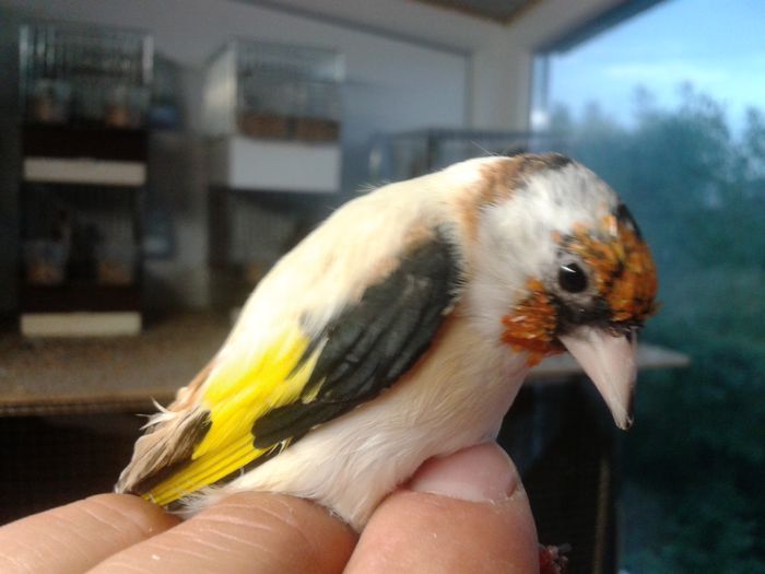 2014-09-04 19.38.15; sticlete decolorat
