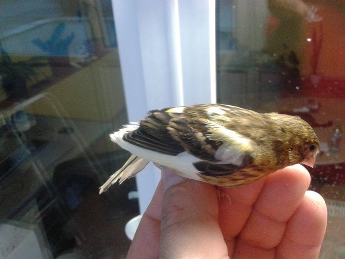 2014-09-04 19.49.25; hibrid cu bastardul de canarus pui
