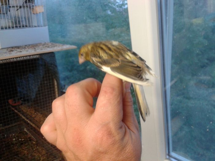 2014-09-04 19.49.47; hibrid cu bastardul de canarus
