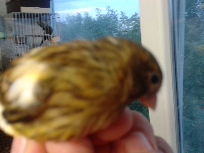 2014-09-04 19.50.06; hibrid cu bastardul de canarus
