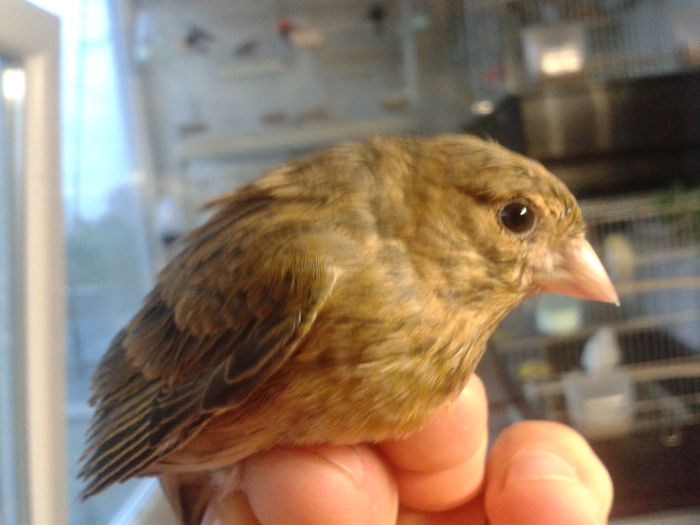 2014-09-04 19.50.50; bastard cu cinepar
