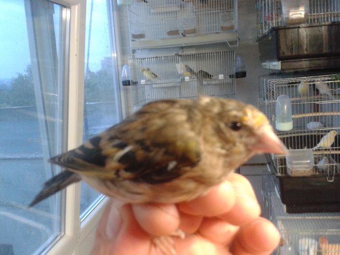 2014-09-04 19.52.12; bastard sticlete
