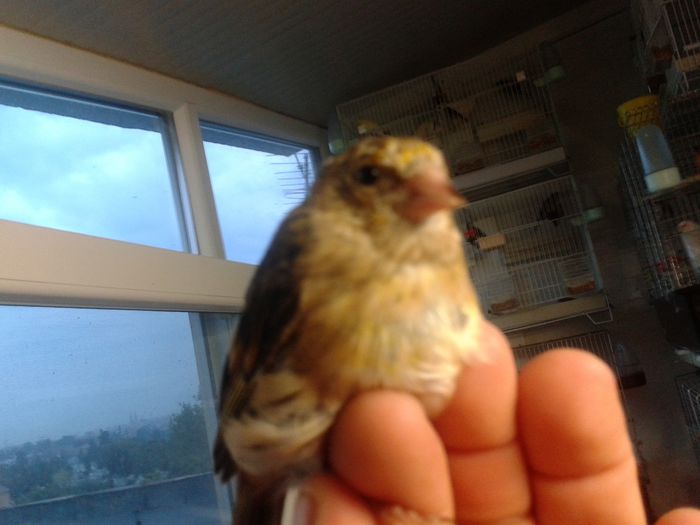 2014-09-04 19.52.19; bastard sticlete
