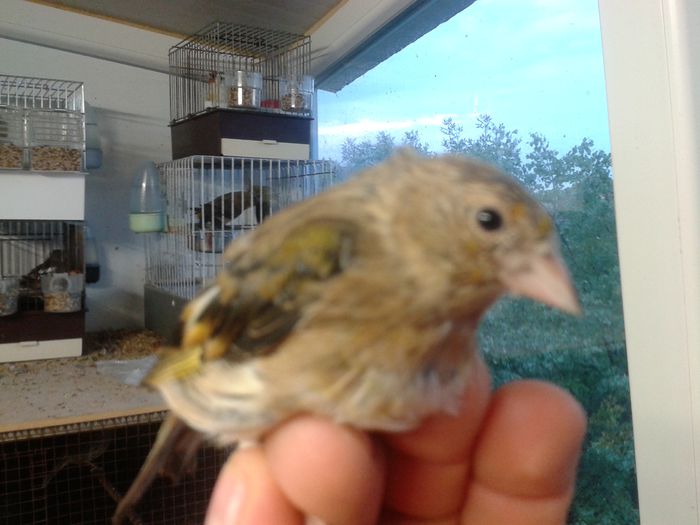 2014-09-04 19.52.26; bastard sticlete
