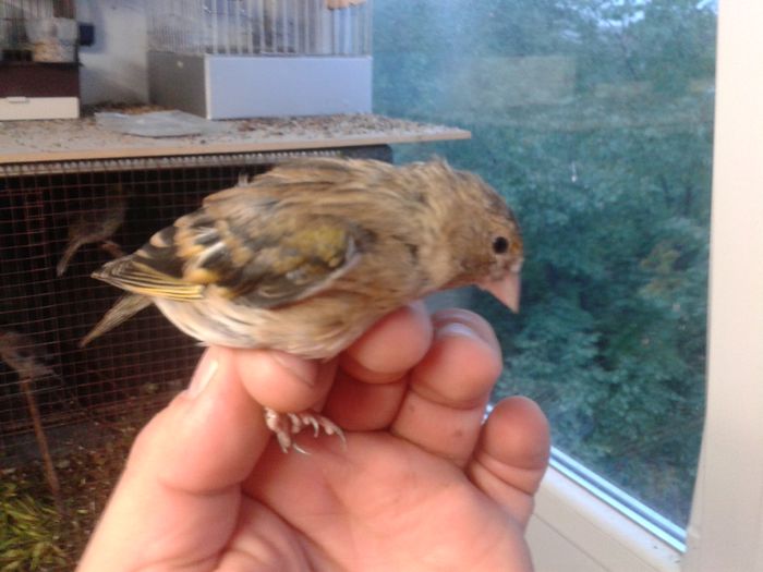 2014-09-04 19.52.41; bastard sticlete
