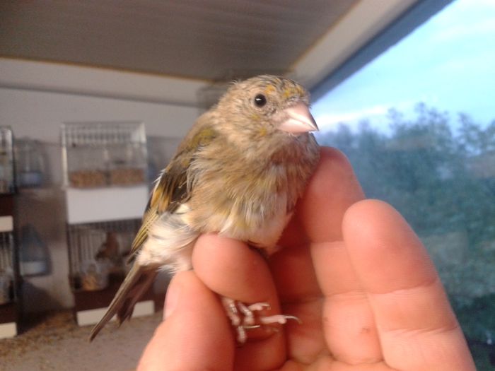 2014-09-04 19.52.48; bastard sticlete
