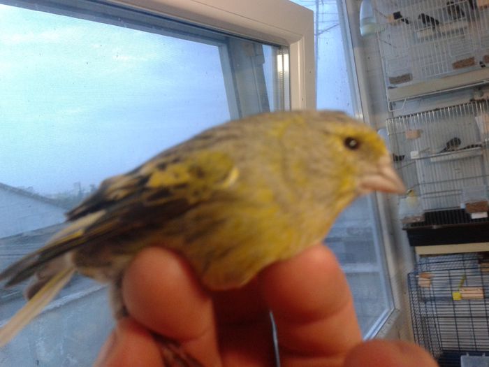 2014-09-04 19.55.54; bastard femela cu mazambic
