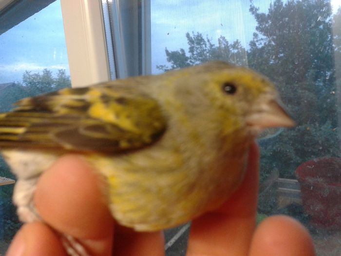 2014-09-04 19.56.05; bastard femela cu mazambic
