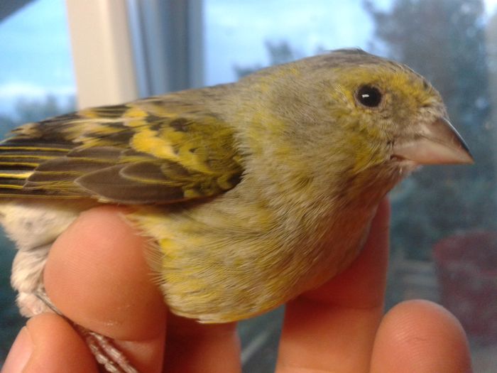 2014-09-04 19.56.08; bastard femela cu mazambic
