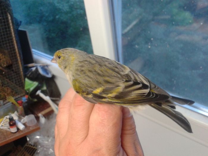 2014-09-04 19.56.16; bastard femela cu mazambic
