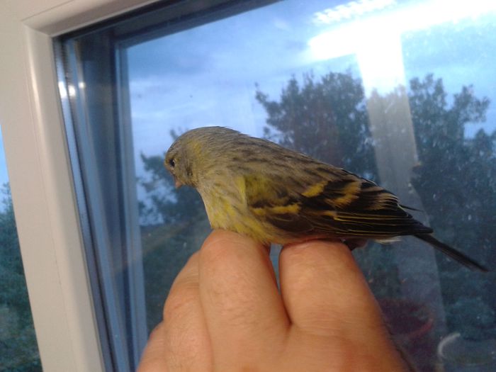 2014-09-04 19.56.21; bastard femela cu mazambic
