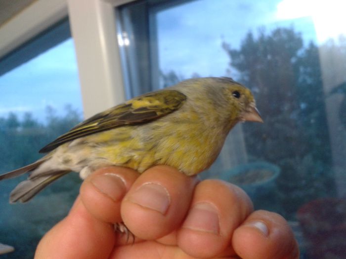 2014-09-04 19.56.28; bastard femela cu mazambic
