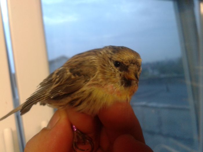 2014-09-04 19.57.11; inarita mascul
