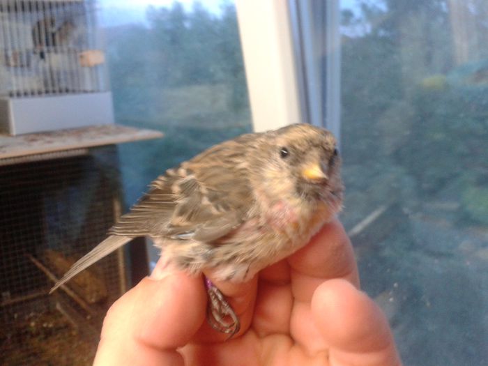 2014-09-04 19.57.20; inarita mascul
