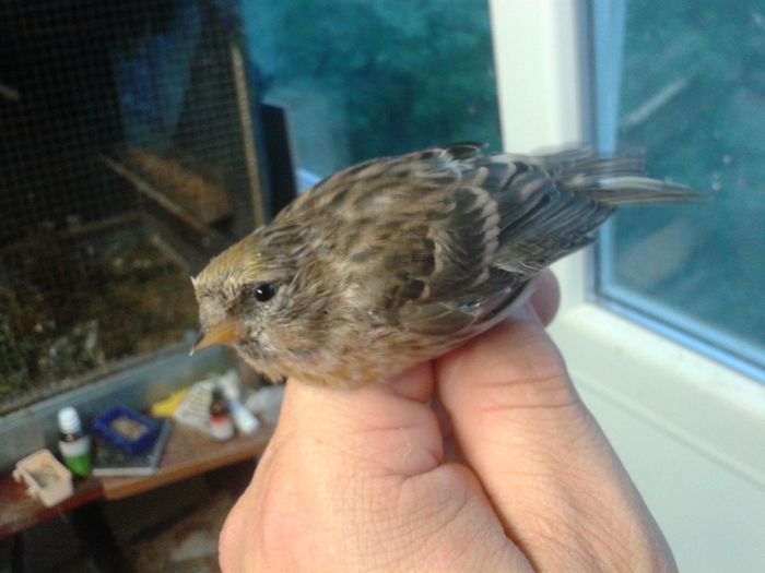 2014-09-04 19.57.29; inarita mascul
