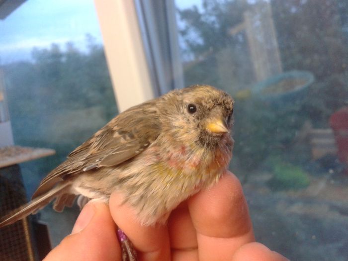 2014-09-04 19.57.39; inarita mascul
