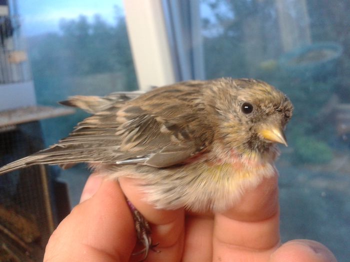 2014-09-04 19.57.45; inarita mascul
