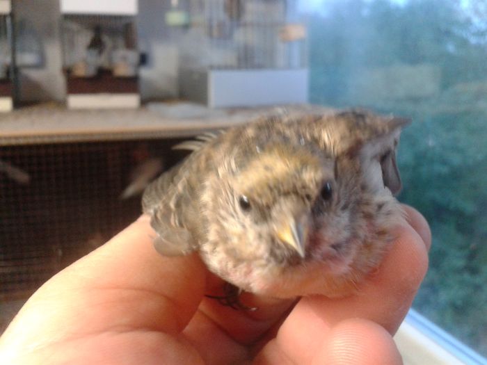 2014-09-04 19.57.59; inarita mascul
