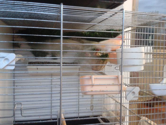 2014-09-04 20.08.30; pui cu bastardul de canarus si femela mozaic pe rosu,masculul doar e un bun parinte
