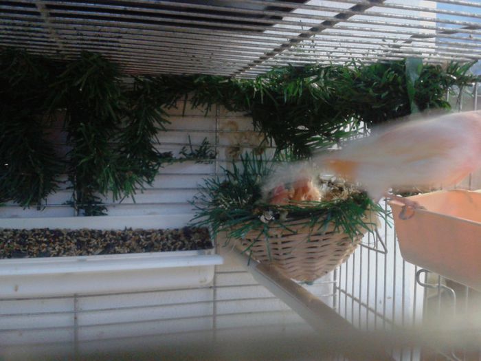 2014-09-04 20.08.39; pui cu bastardul de canarus si femela mozaic pe rosu,masculul doar e un bun parinte
