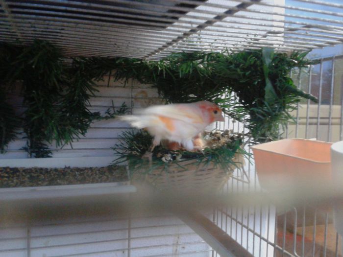 2014-09-04 20.08.43; pui cu bastardul de canarus si femela mozaic pe rosu,masculul doar e un bun parinte
