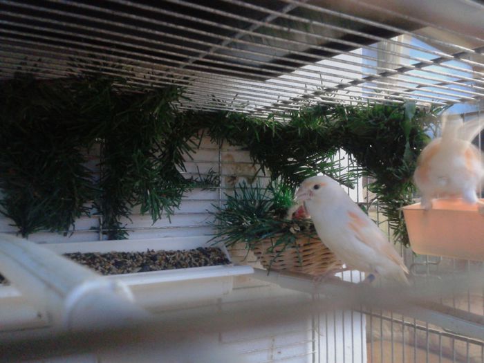 2014-09-04 20.08.56; pui cu bastardul de canarus si femela mozaic pe rosu,masculul doar e un bun parinte
