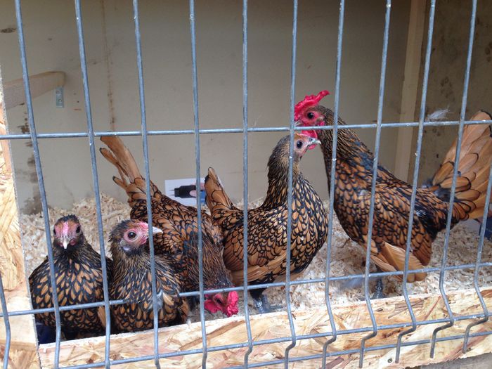 image - Tineret 2014