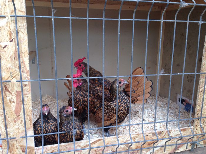 image - Tineret 2014