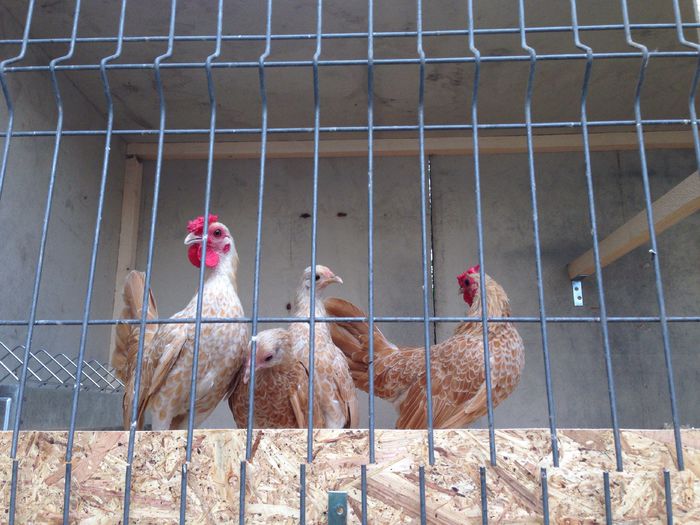 image - Tineret 2014