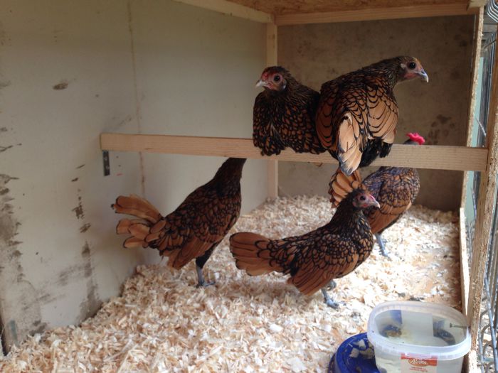 image - Tineret 2014