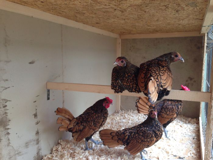 image - Tineret 2014