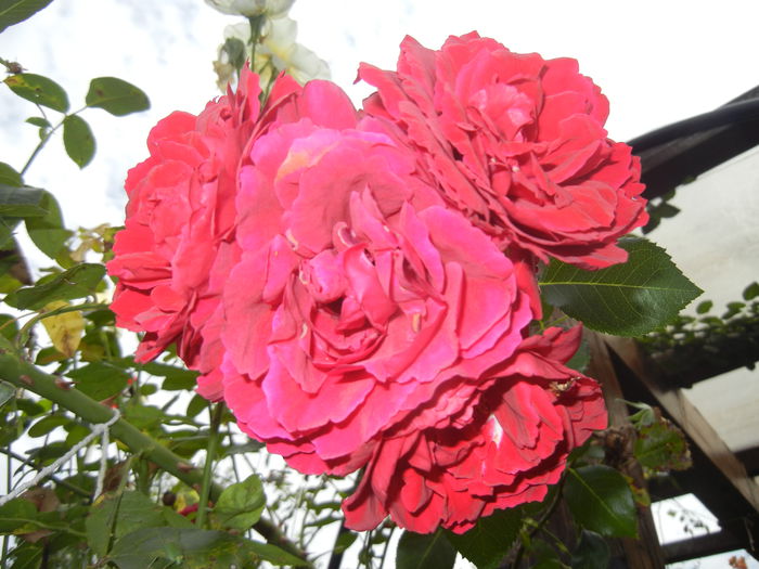 Rose Blaze Superior (2014, Aug.17) - Rose Blaze Superior