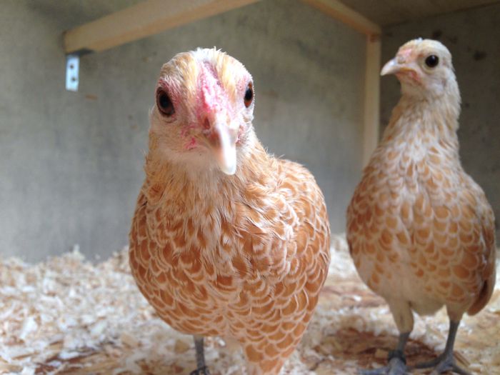 image - Tineret 2014