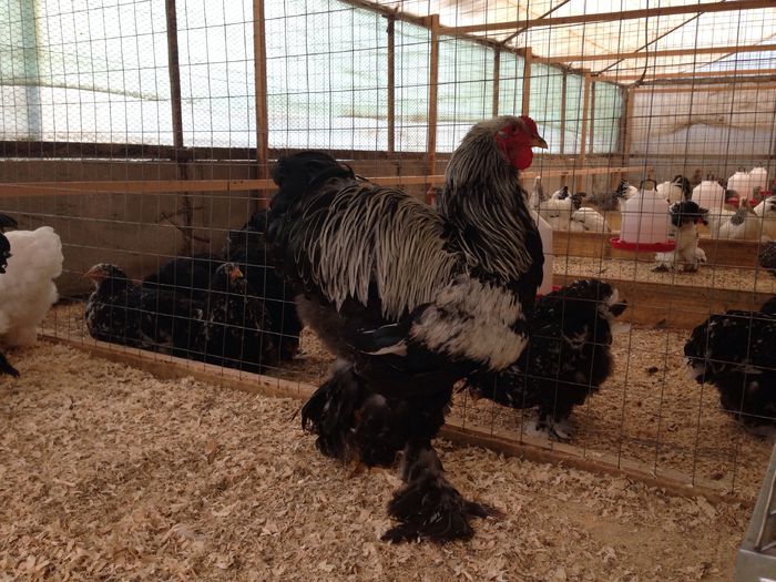 image - Tineret 2014