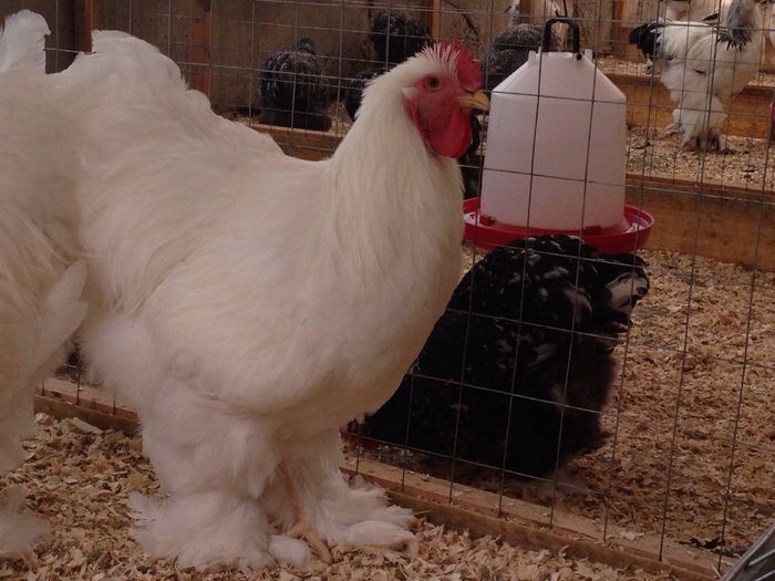 image - Tineret 2014